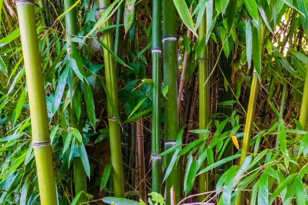 Bamboo Trimming in St Louis