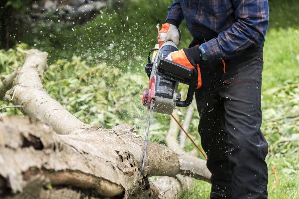 Branch Removal Service in St Louis
