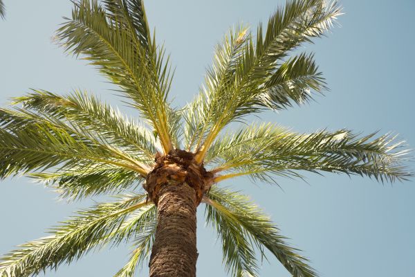 Palm Tree Pruning in St Louis