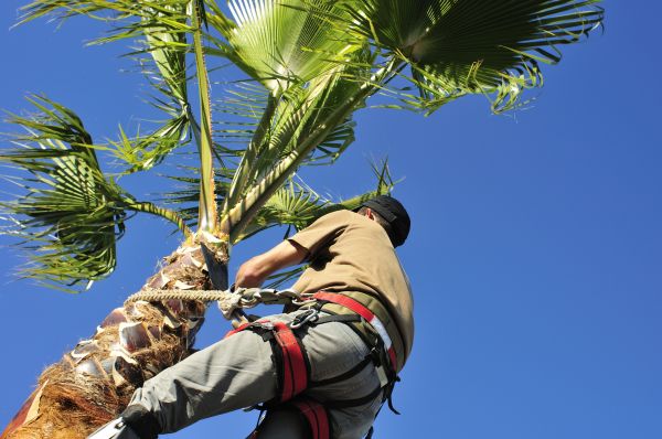 Palm Tree Trimming in St Louis