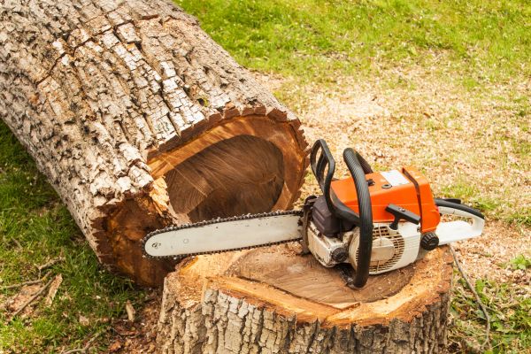Tree Cutting Service in St Louis
