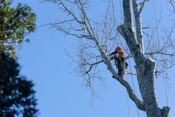 Tree Topping Service in St Louis