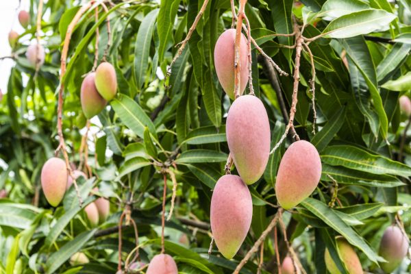 Mango Tree Trimming in St Louis