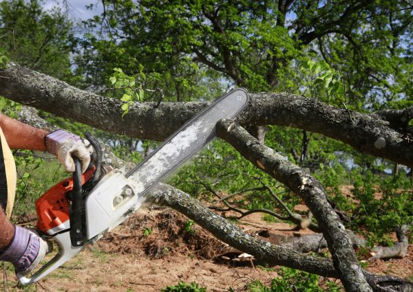Tree Branch Cutting in St Louis