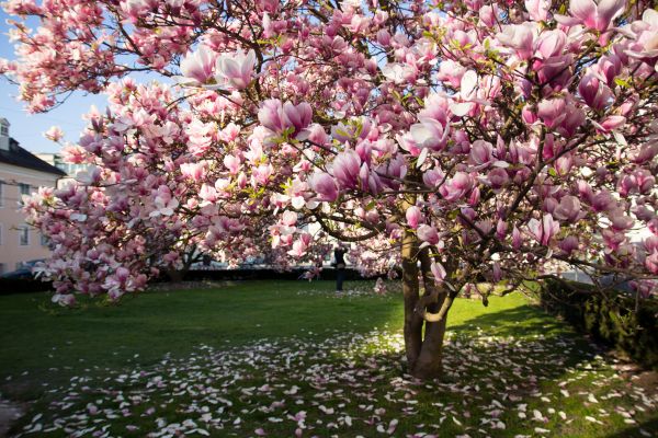 Ornamental Tree Pruning in St Louis