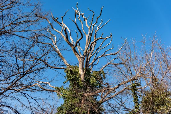 Deadwood Removal in St Louis