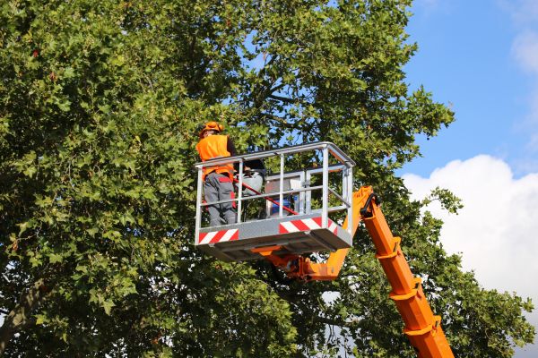 Commercial Tree Service in St Louis