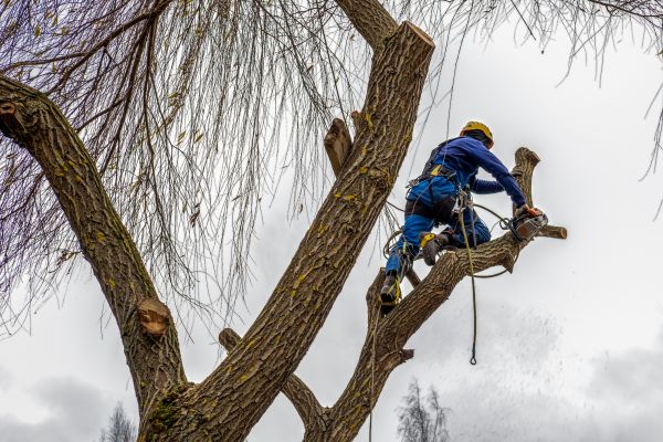 Tree Maintenance Service in St Louis