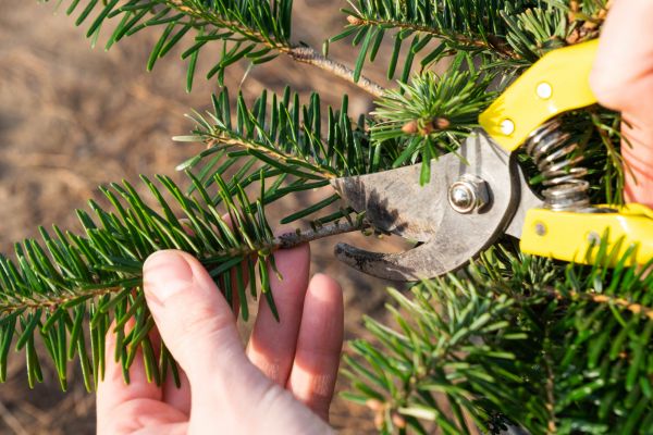 Pine Tree Pruning in St Louis