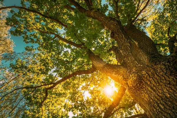 Oak Tree Pruning in St Louis