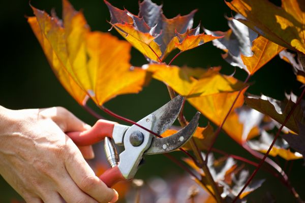 Maple Tree Pruning in St Louis
