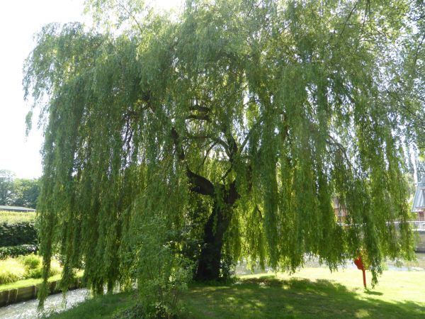 Willow Tree Trimming in St Louis
