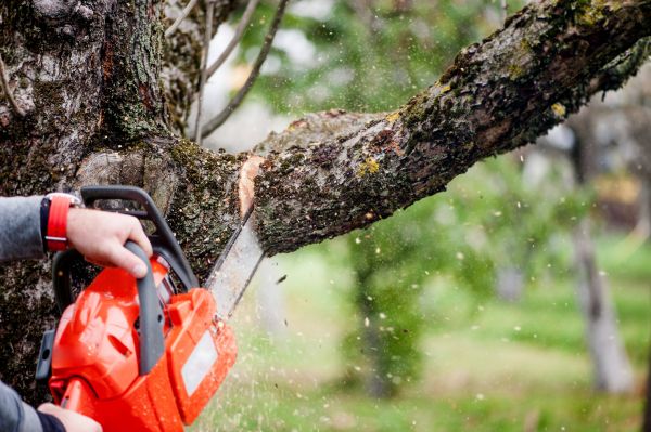Tree Limbs Removal in St Louis