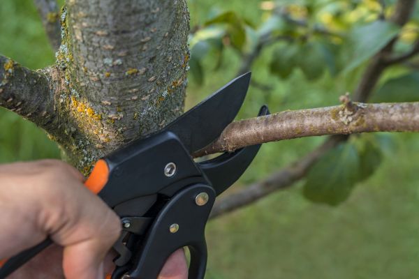 Tree Limb Cutting in St Louis