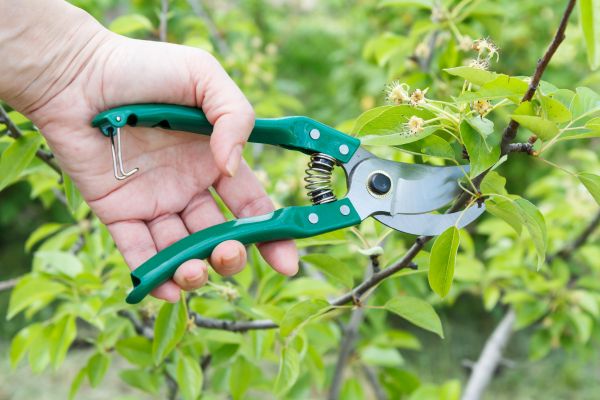 Pear Tree Pruning in St Louis