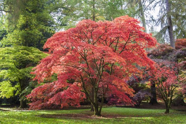 Japanese Maple Pruning in St Louis
