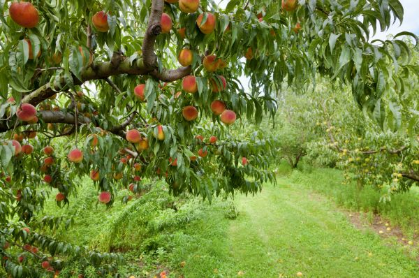 Peach Tree Pruning in St Louis
