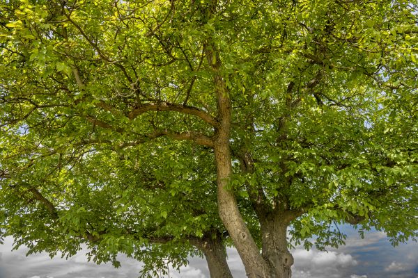Walnut Tree Trimming in St Louis