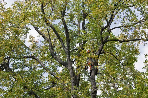 Tree Crown Shaping in St Louis