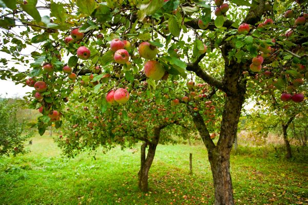 Apple Tree Pruning in St Louis