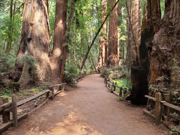 Redwood Tree Pruning in St Louis