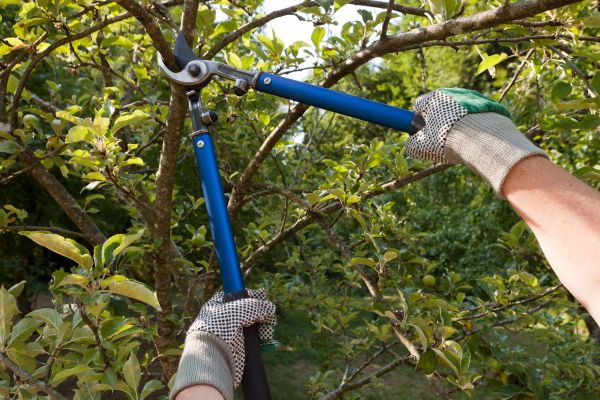 Residential Tree Pruning in St Louis