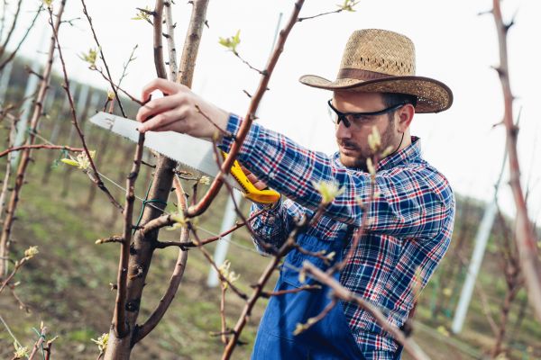 Orchard Tree Pruning in St Louis