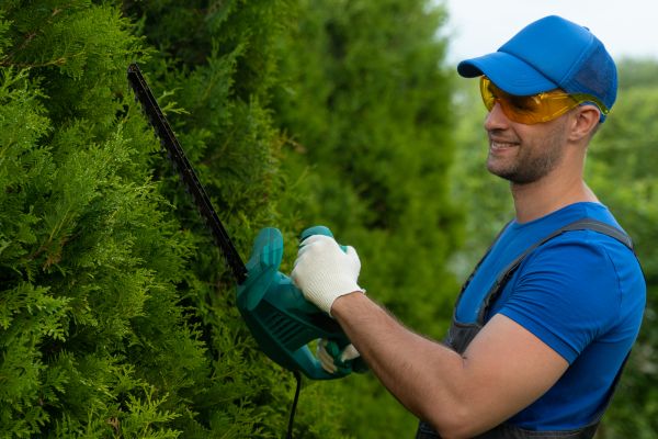 Tree Shaping Service in St Louis