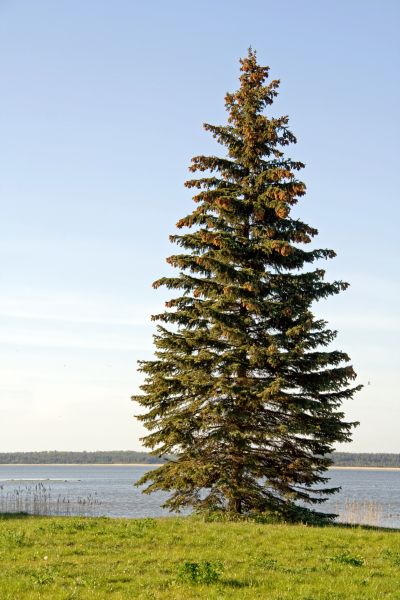 Spruce Tree Pruning in St Louis
