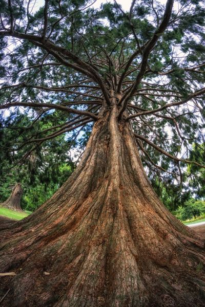 Cedar Tree Pruning in St Louis