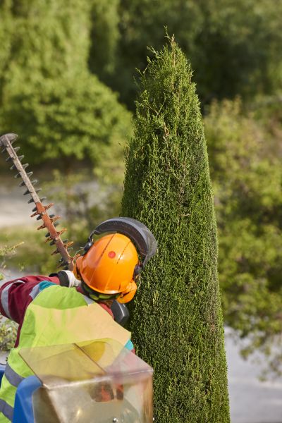 Cypress Tree Trimming in St Louis