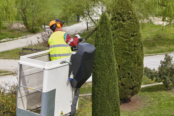 Cypress Tree Pruning in St Louis