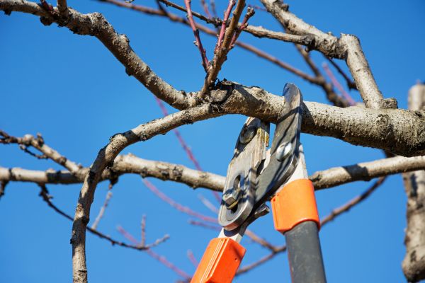 Peach Tree Trimming in St Louis