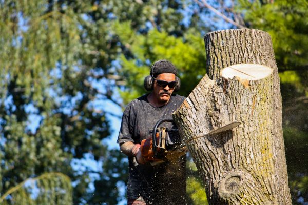 Ash Tree Pruning in St Louis
