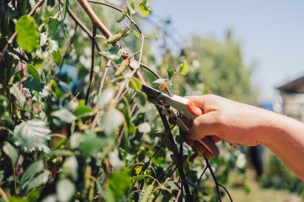 Birch Tree Pruning in St Louis