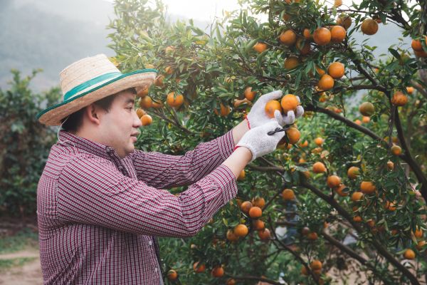 Orange Tree Pruning in St Louis