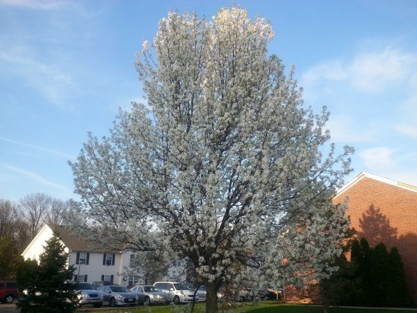 Bradford Pear Tree Pruning in St Louis