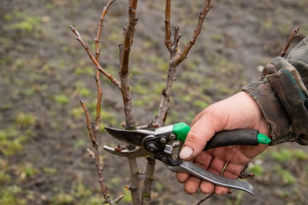 Pear Trees Pruning in St Louis