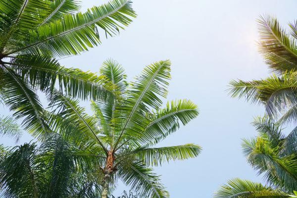 Queen Palm Tree Trimming in St Louis