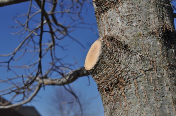 Limb Pruning in St Louis