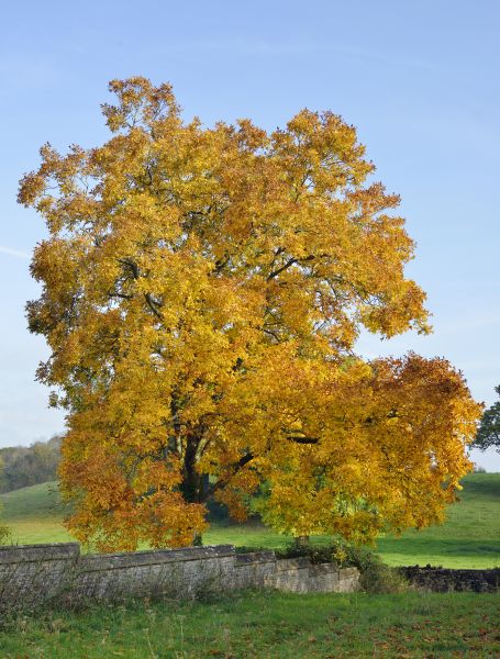 Hickory Tree Trimming in St Louis