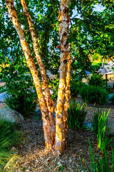 River Birch Trimming in St Louis