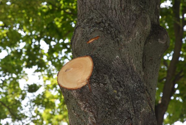Limb Cutting in St Louis