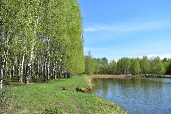 River Birch Pruning in St Louis