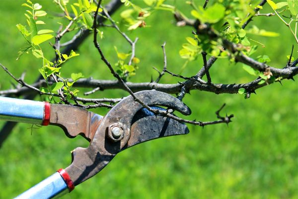 Branches Pruning in St Louis