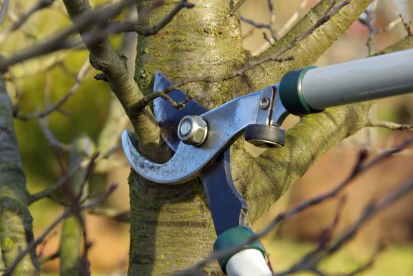 Tree Limb Trimming Service in St Louis