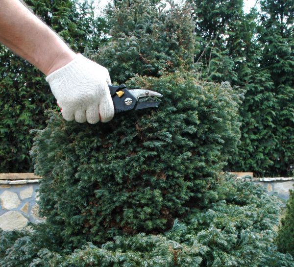 Ornamental Tree Trimming in St Louis
