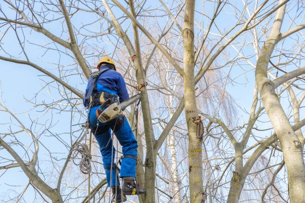 Large Tree Trimming in St Louis