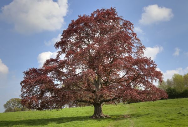 Beech Tree Pruning in St Louis