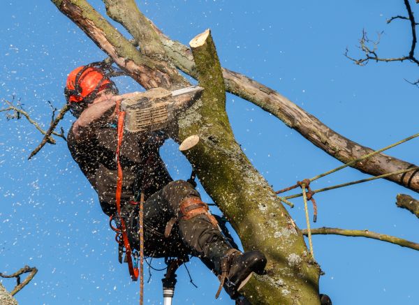 Tree Trimming Service in St Louis